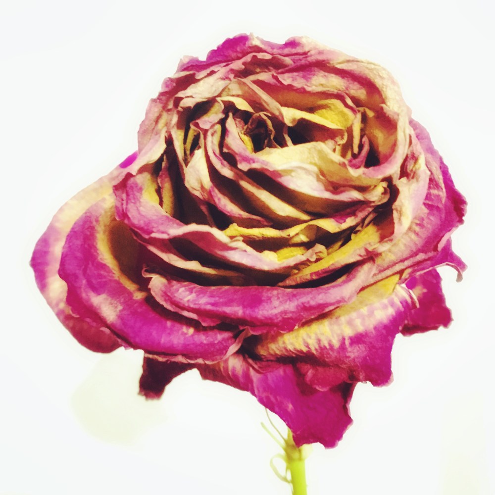 868FD488-98C1-4E94-B324-266EA22602F1