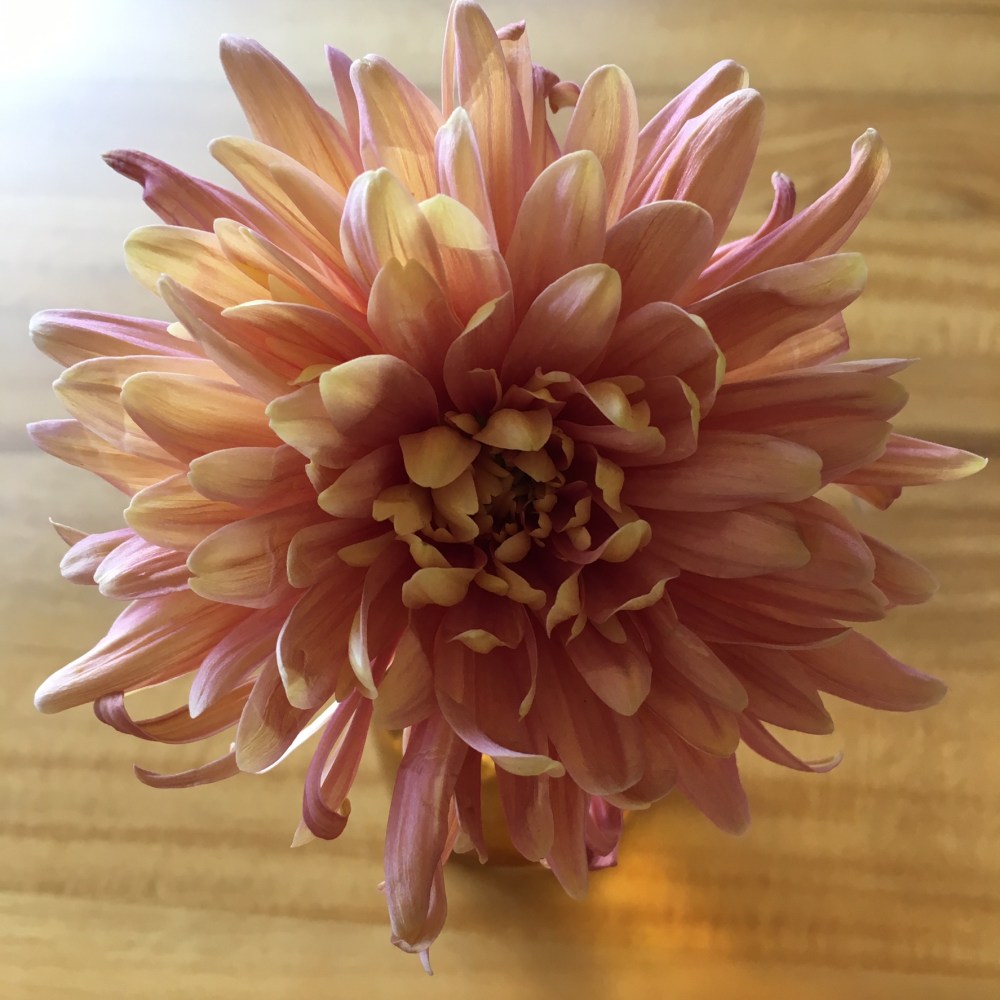 AFED2972-B0CC-4DFC-A622-906CB73DE709