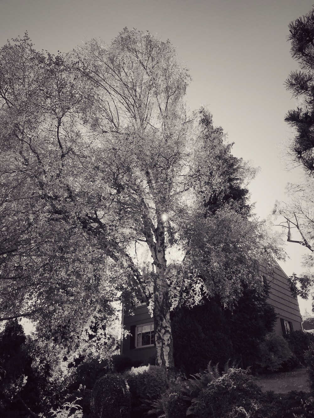 A938232B-F3B2-4F33-B8B7-77E8E50BF82B