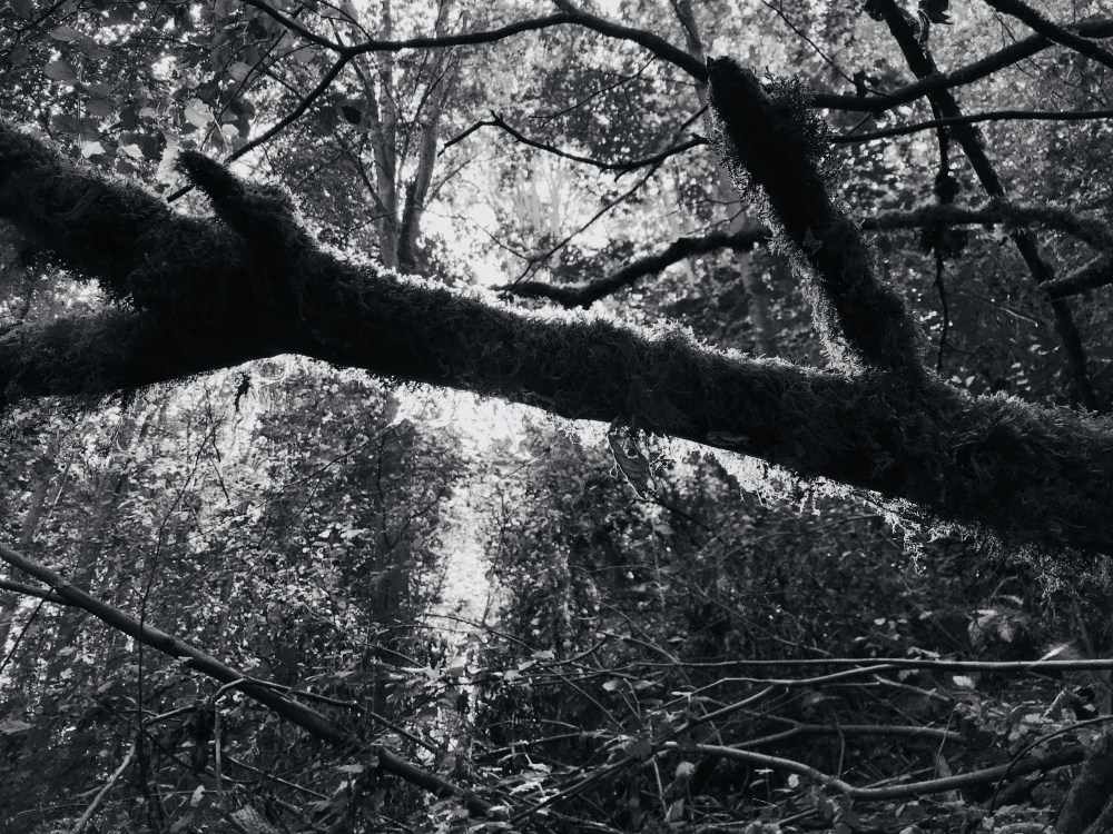 AC2FAC96-F5D1-408A-A754-A47F2F56563A