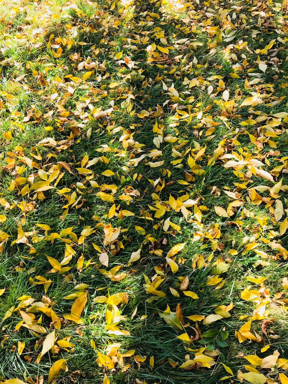 FB13C10C-1E11-4D94-BEC9-17837B0AD4A0