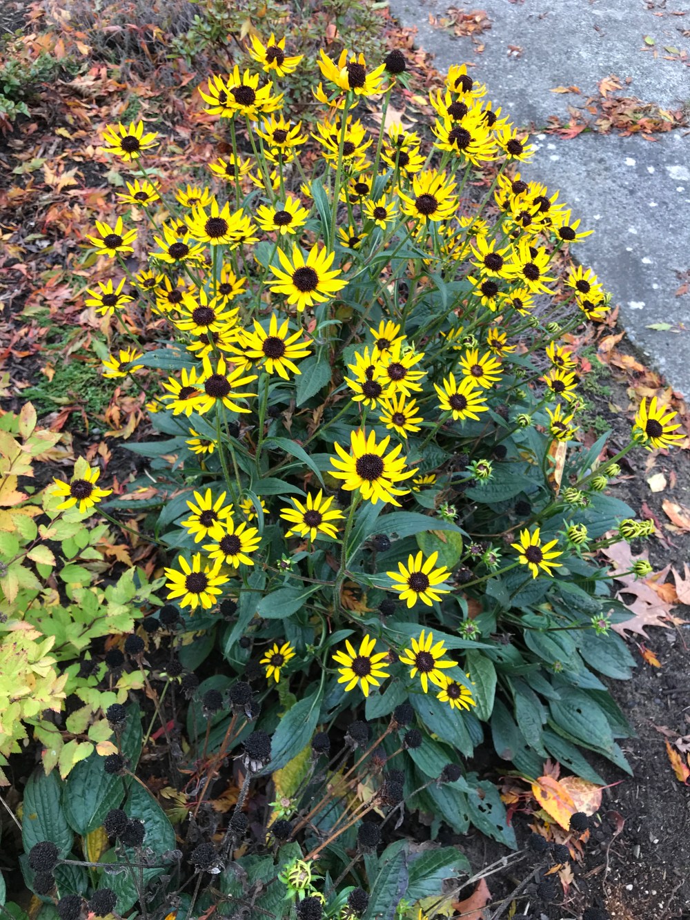 01655719-3358-4CAD-93E2-A1E947E0F0E5