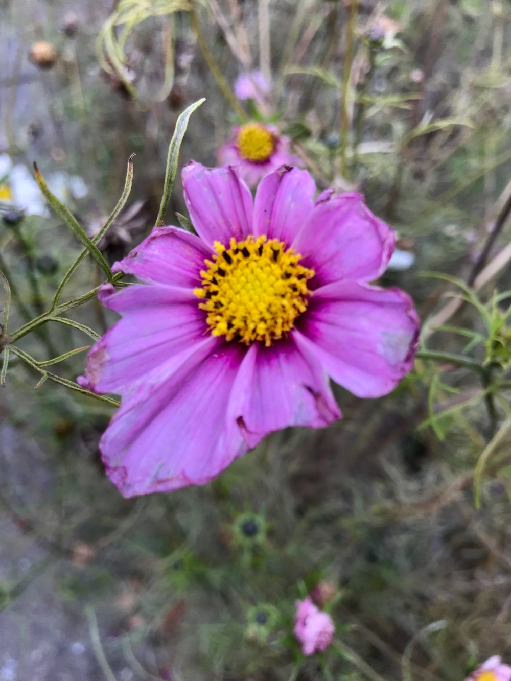 08215E8F-B417-4763-AC9F-A37A8DDACB24