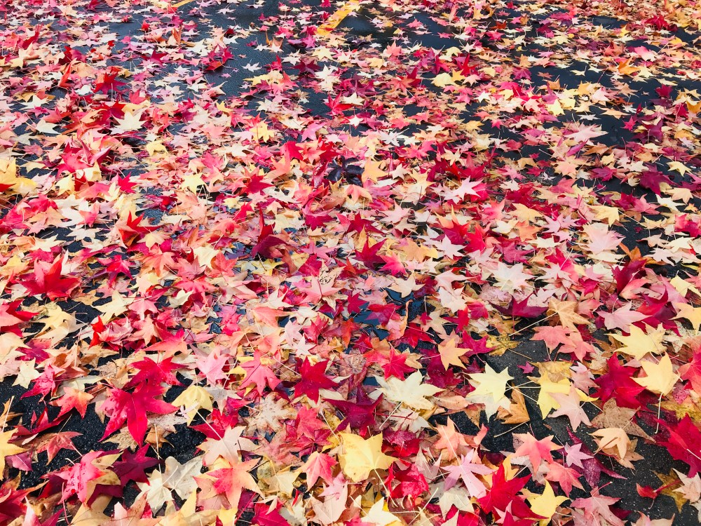 1241B4DF-B80D-45A8-A4D5-68DFFD9C5E9C