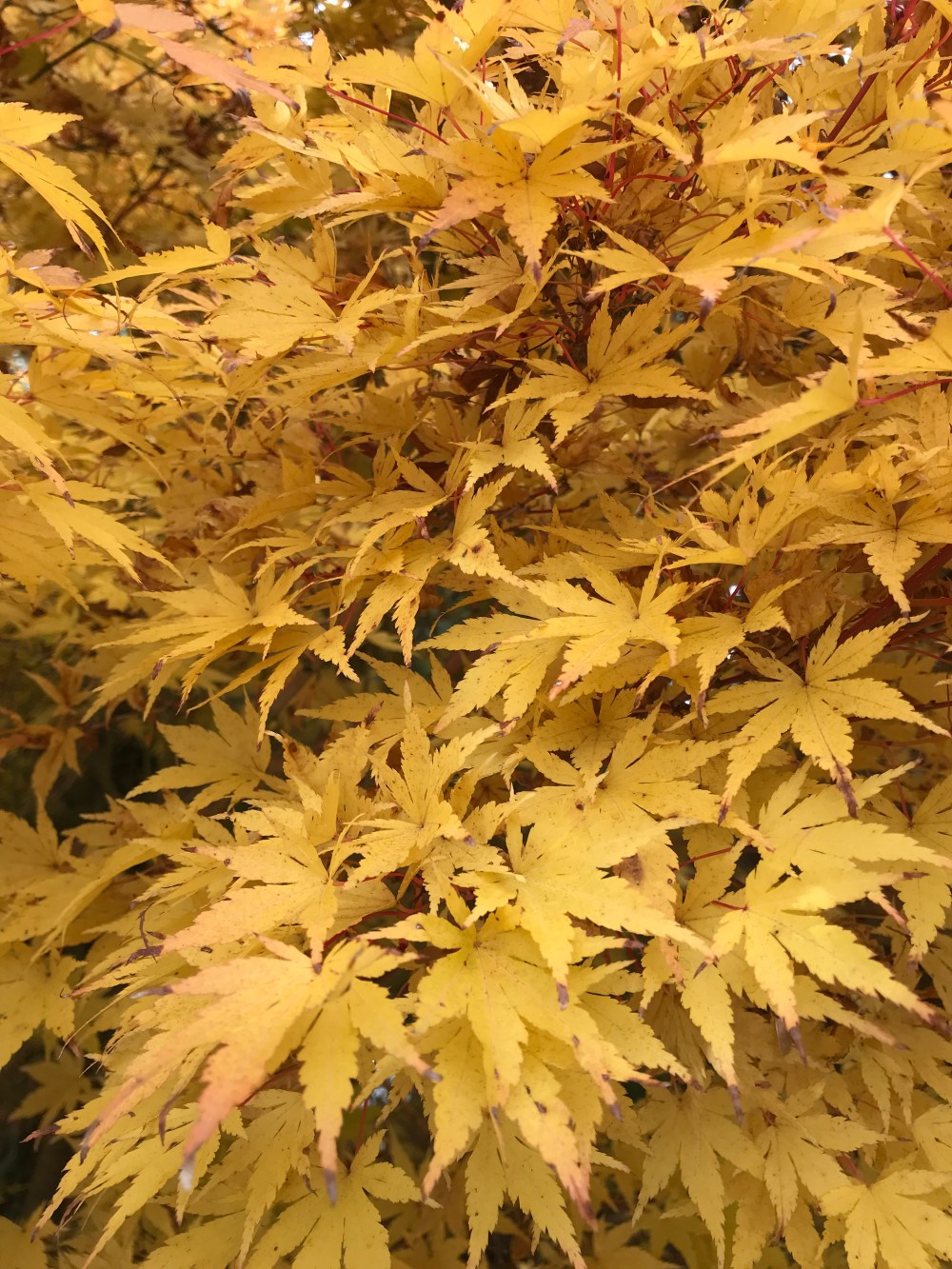 16F0B703-17F2-4CD8-AE77-E7CD8A00E9DF