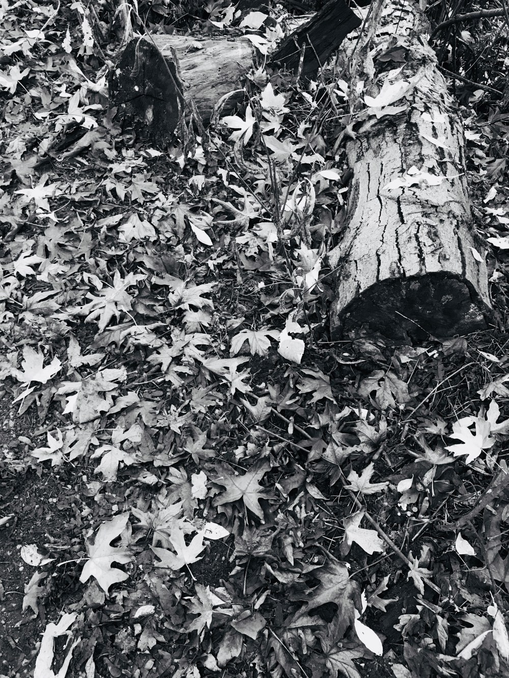 209C3D75-04F0-4E6D-A914-070E745E330E