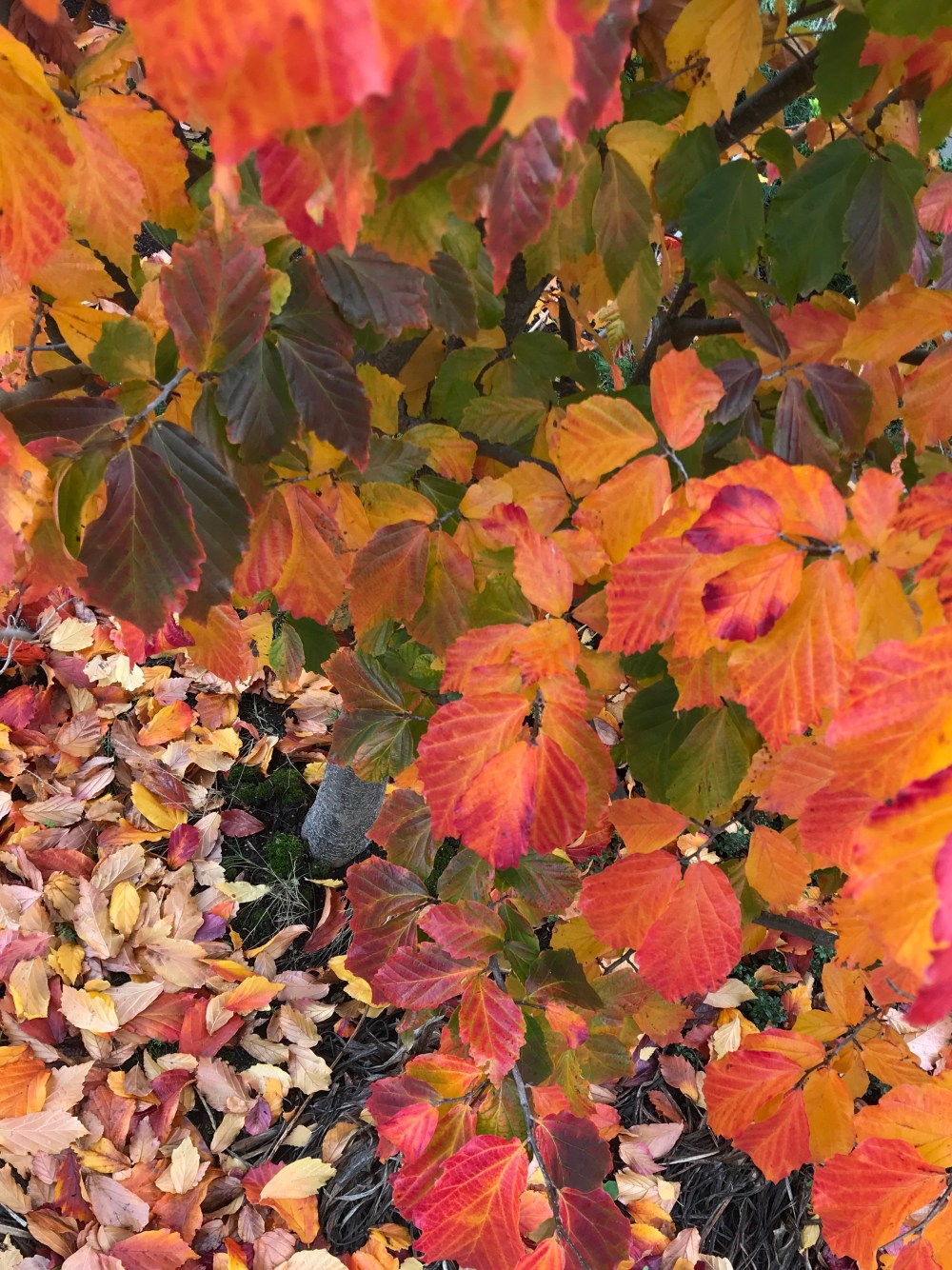 300C44C1-B531-4009-B809-0A5A1775A9B8