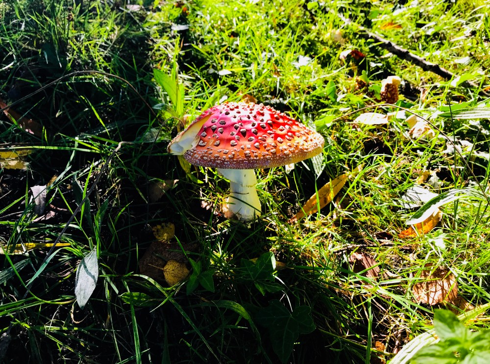 3C4EC0CA-9C84-4248-AFA4-5408396EC2CD