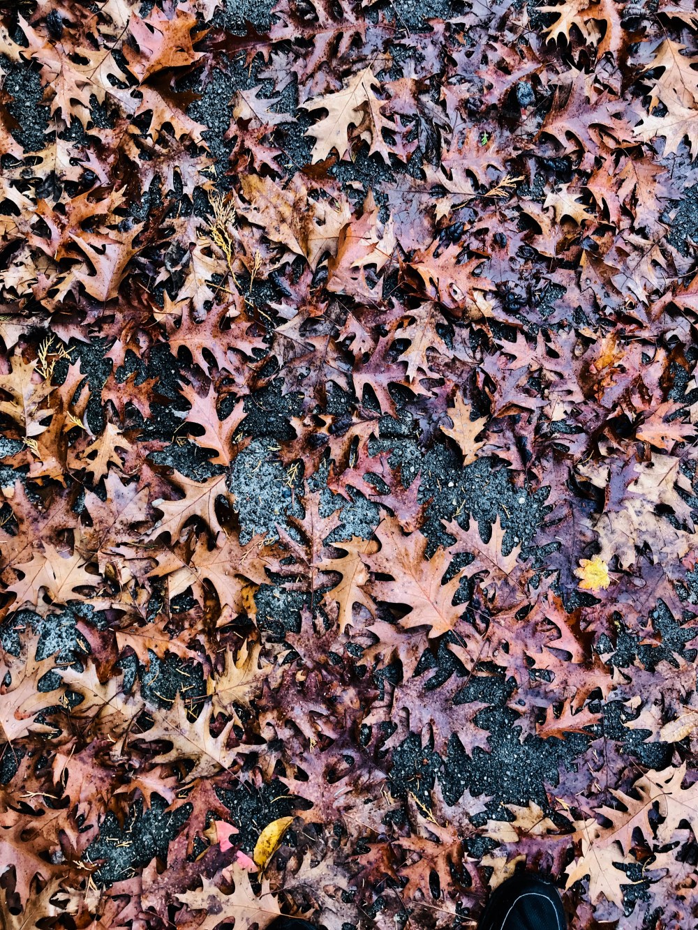 50EF10E8-352F-43F6-A56C-E0678D46C0F0