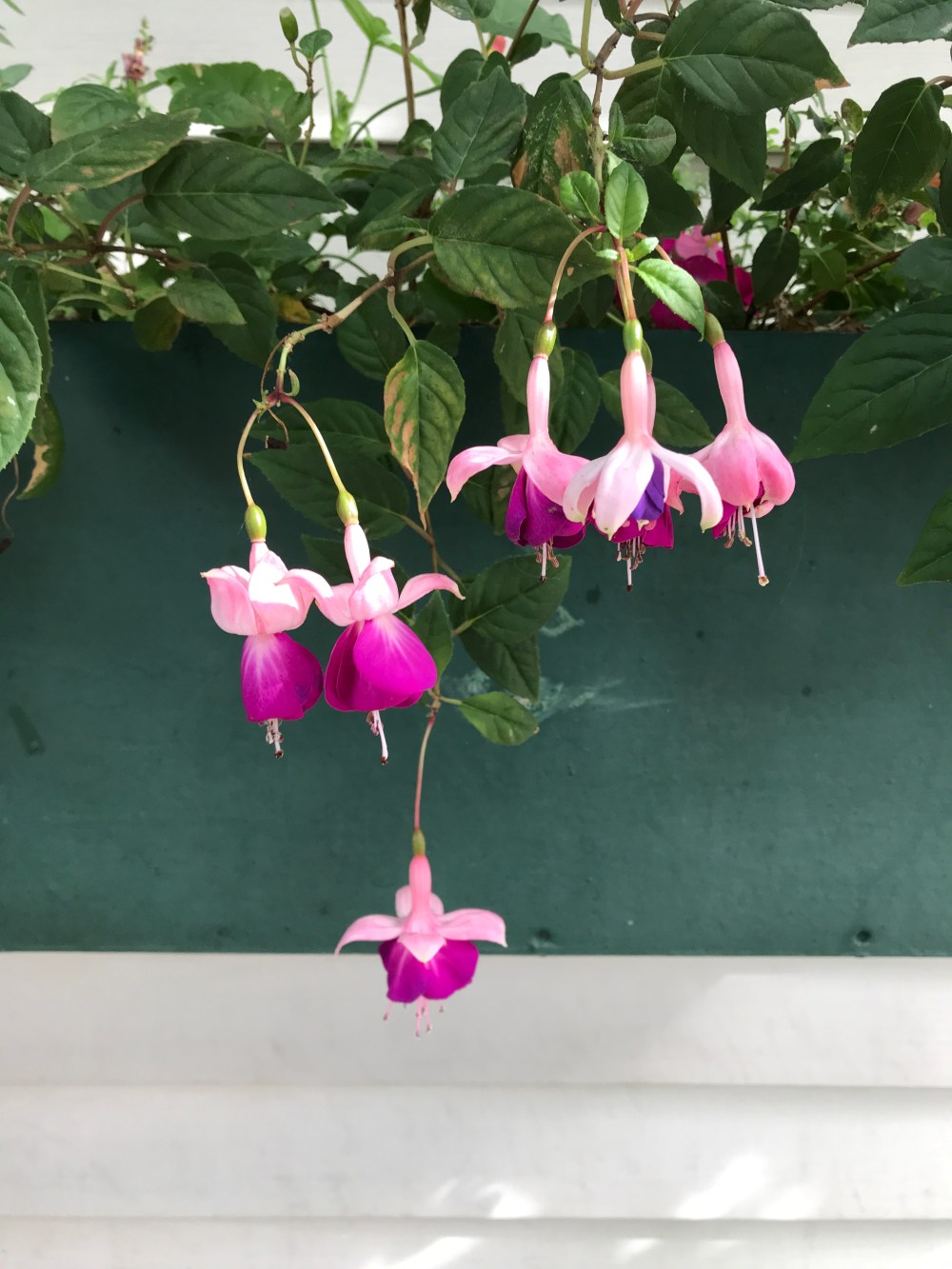 5A61E3D8-2ED0-41B2-BBF0-B5F0F5D8DDB7