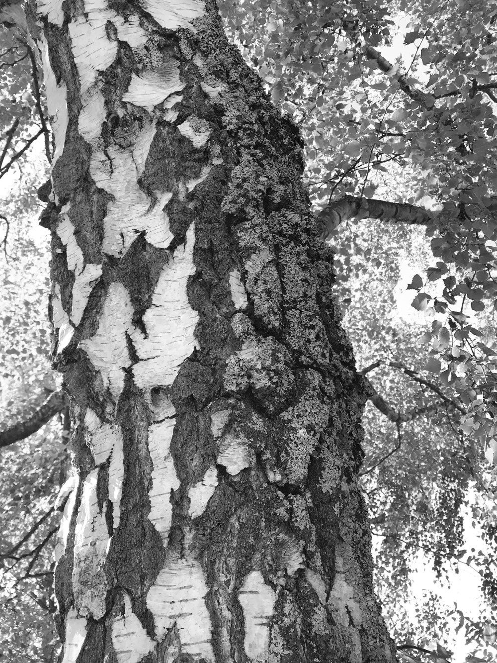 5FDC66E3-0FA9-48DF-9DE0-54EFC34E223F