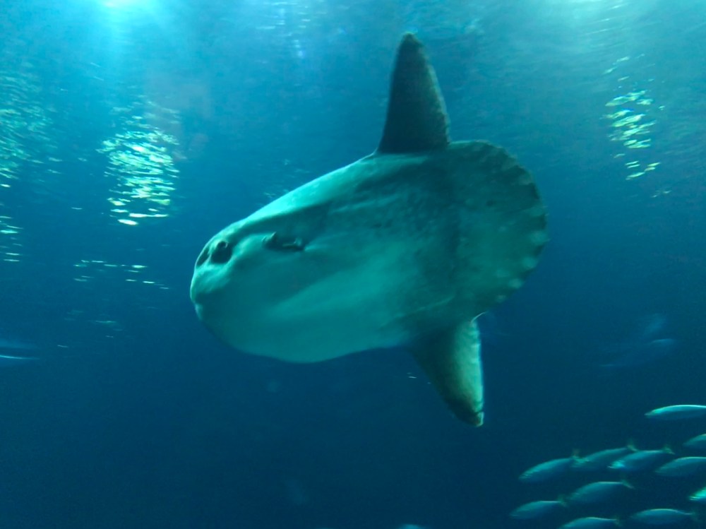 6ABB890B-F983-4653-B6C6-0F1930E0D309