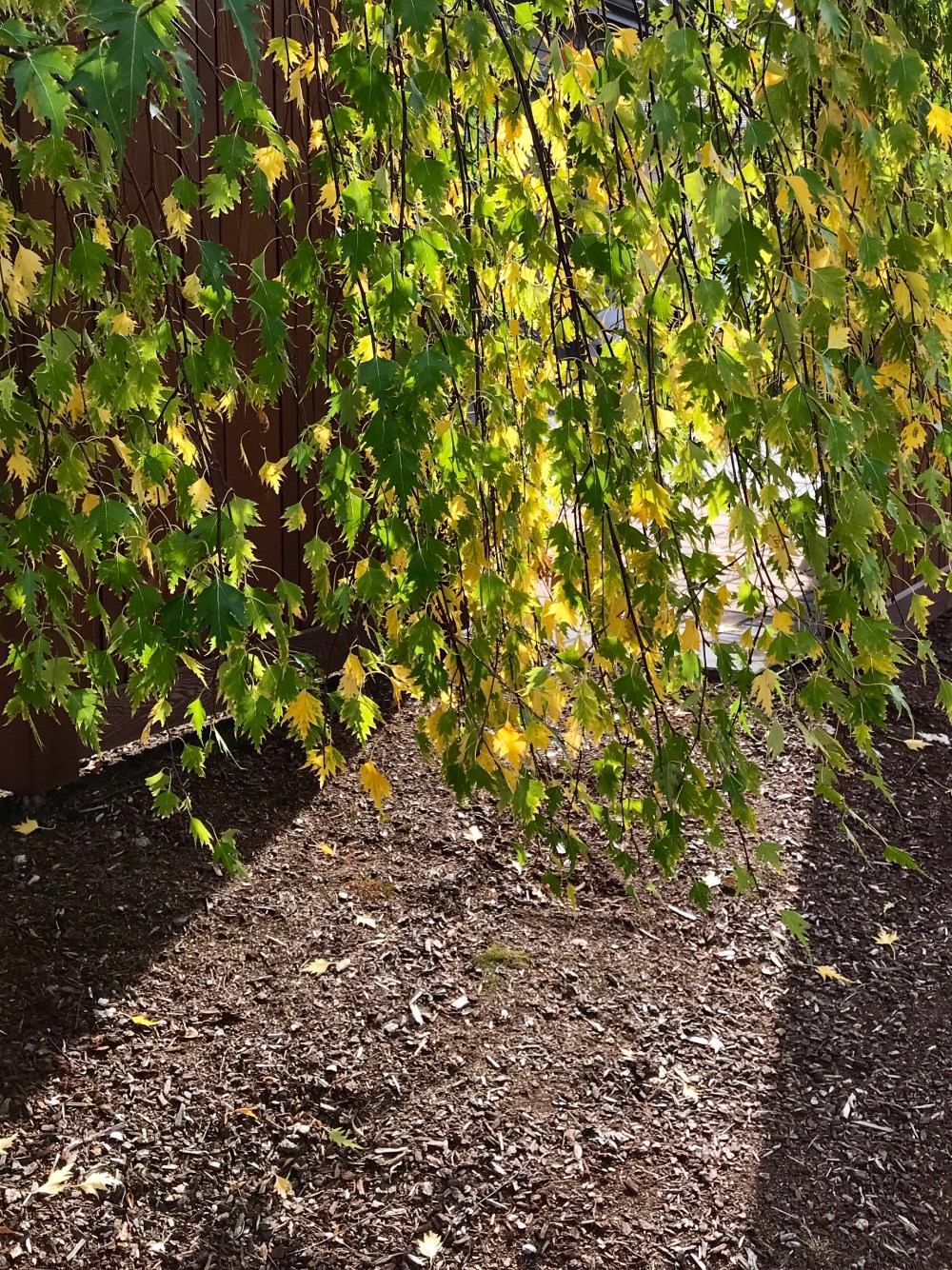 75F2D10A-DAA1-4226-A229-704A97C20158