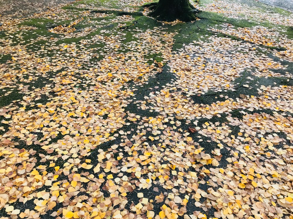 89F15116-84F9-4557-99BD-0677D488AA43