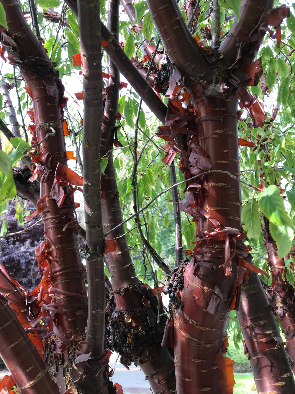 8B570908-797B-4DC3-AC57-F9D1E7153D92