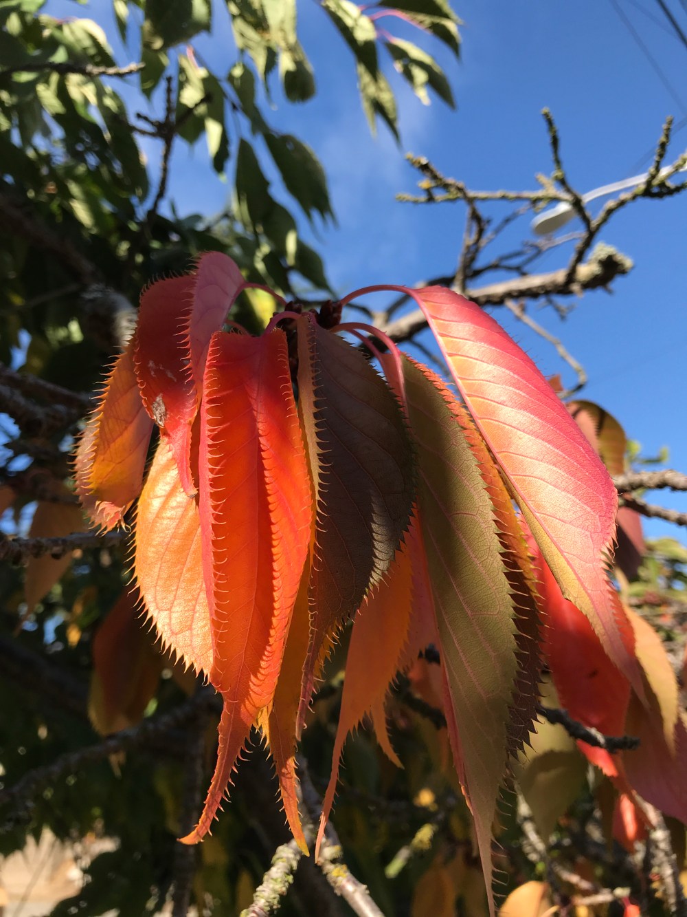 98AACB5C-AF3C-46E2-B41E-78D6ABE0096C