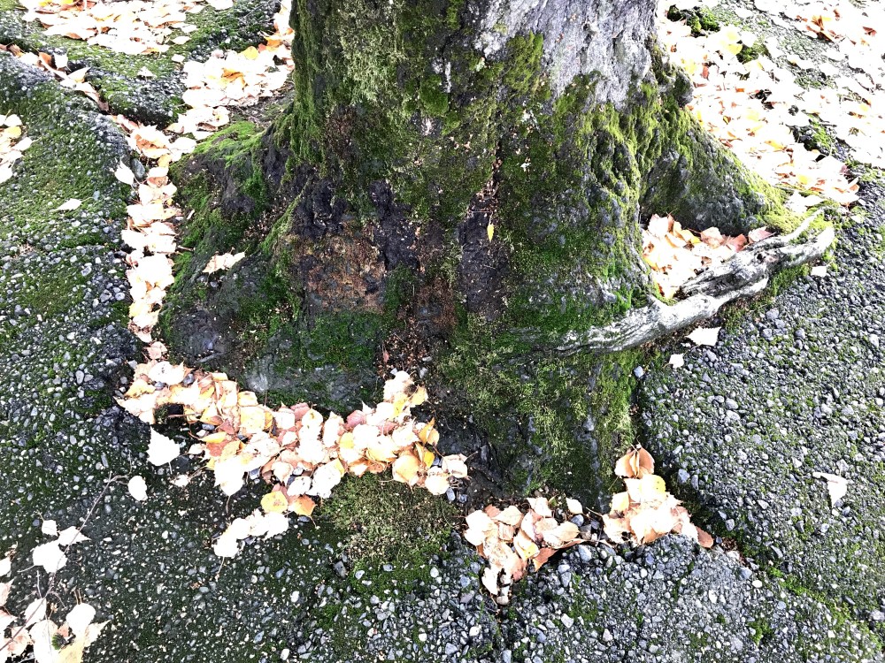 C31D6AD6-92A1-44E4-BF49-7554288E2D03