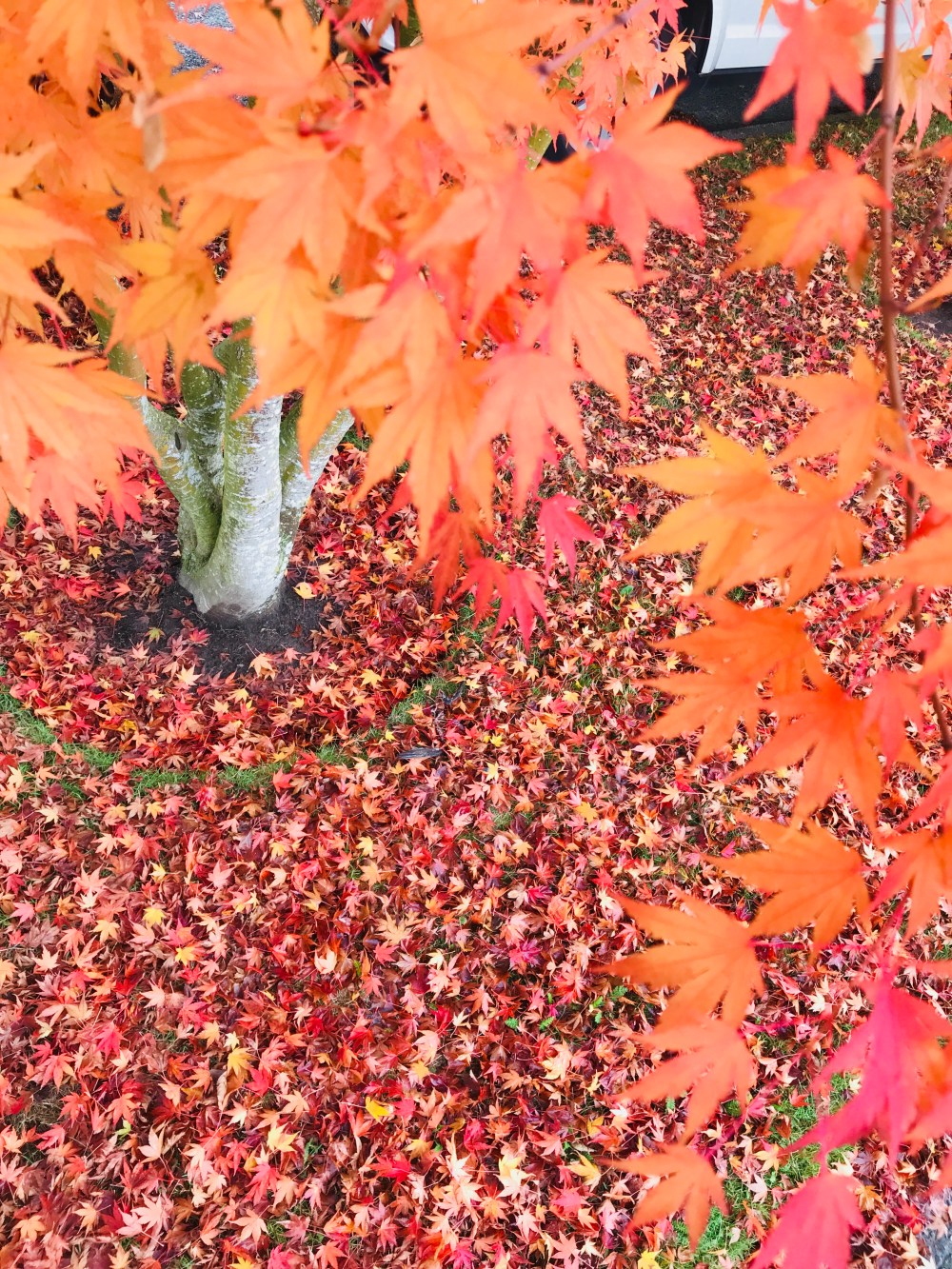 CE56F084-321F-425B-BCA7-5E283378B070