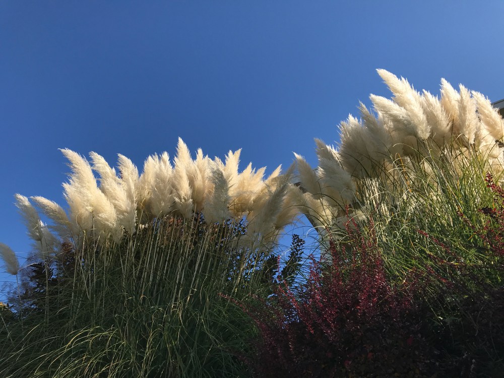 EDFCCE40-9CFC-4BC3-9BA9-65D421595F8D